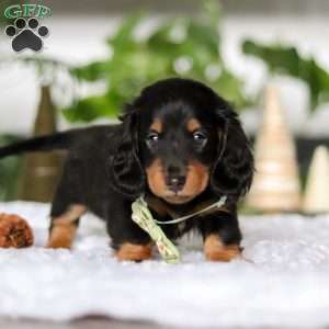 Buddy, Dachshund Puppy